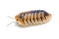 Cubaris sp. Caramel